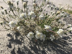 Chaenactis fremontii