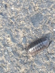 Armadillidium depressum