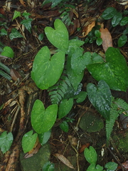 Asarum hypogynum