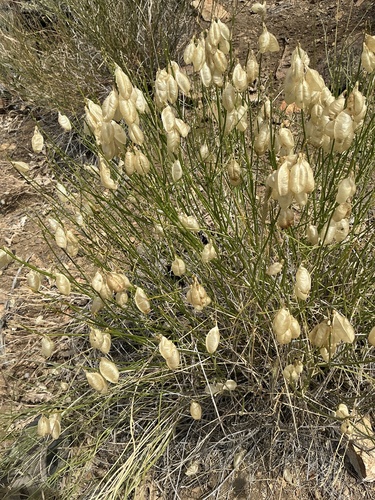 Astragalus cusickii, 2026-07-05