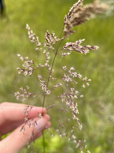 iNaturalist observation photo of Hair Grass