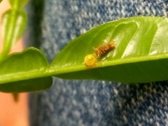 Heraclides androgeus