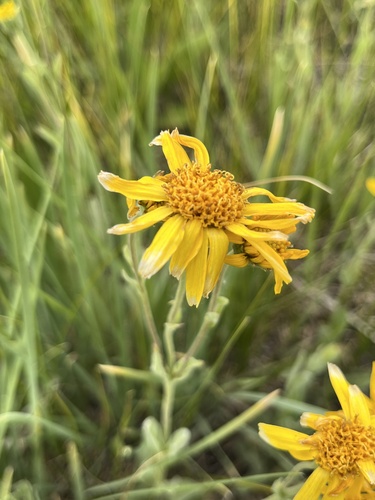 iNaturalist observation photo of Sunflowers, Daisies, Asters, and Allies