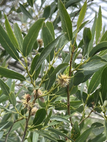 iNaturalist observation photo of Lemmon's willow