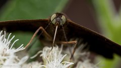 Lepidoptera