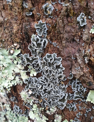 Pannaria fulvescens observed 2026-06-26