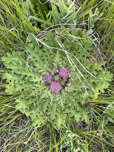 iNaturalist observation photo of Elk Thistle