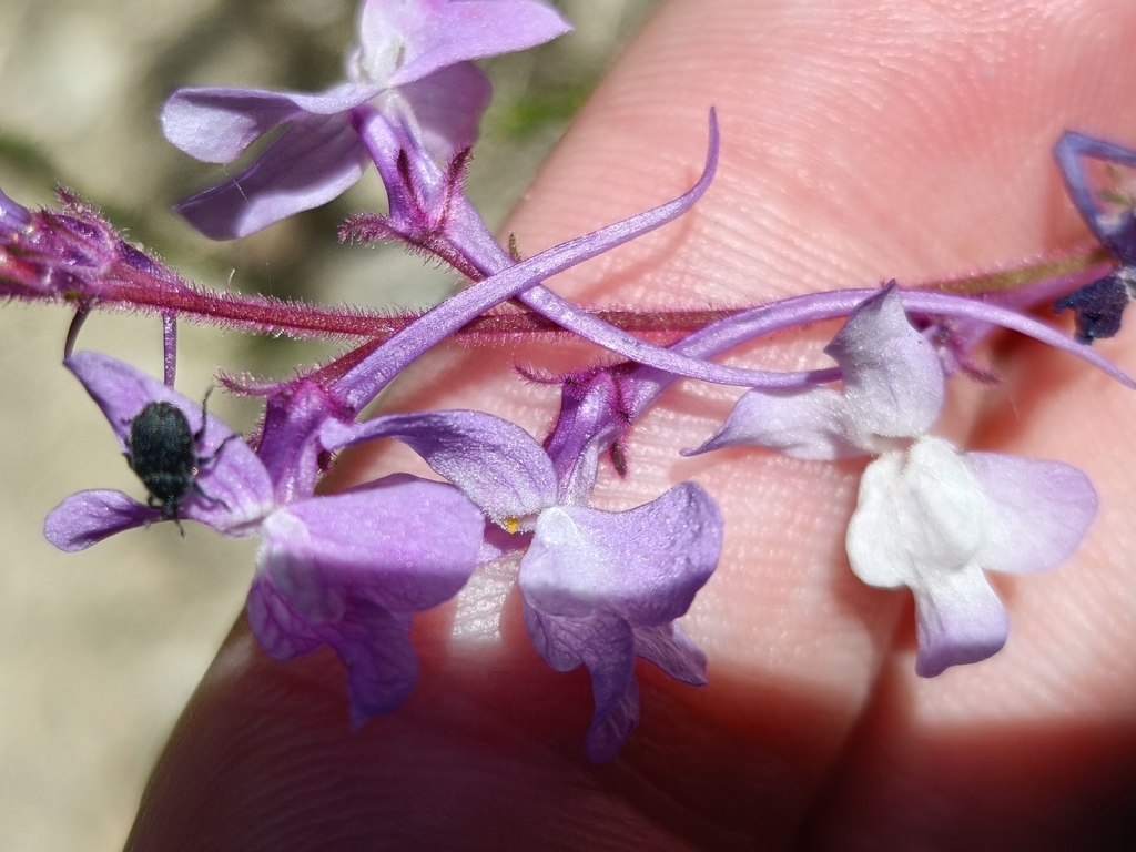 Linaria elegans; photograph (c) Diego Rodríguez Hernández, some rights reserved (CC BY)