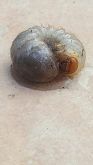 Scarabaeidae