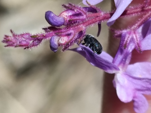 Linaria elegans, photograph 3