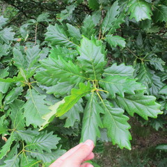 Quercus × rosacea