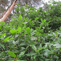 Quercus × rosacea