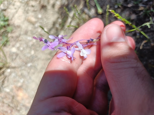 Linaria elegans, photograph 4