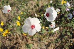 Eremalche parryi kernensis