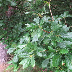 Quercus × rosacea