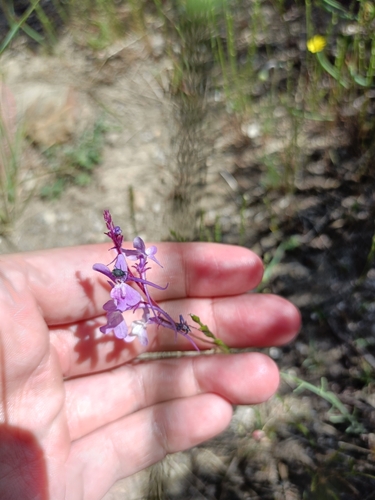 Linaria elegans, photograph 5
