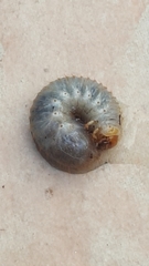 Scarabaeidae