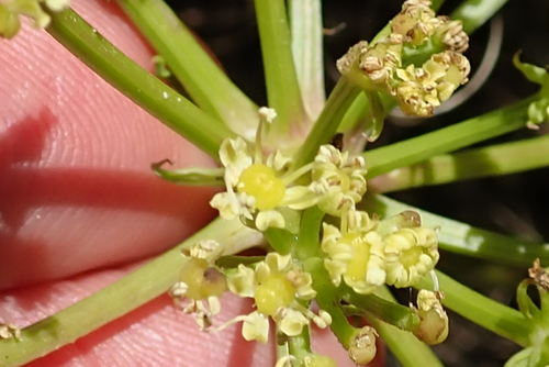 Image of Nanobubon capillaceum by no rights reserved