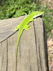 Anolis carolinensis
