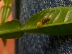 Heraclides androgeus