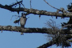 Cyanocitta cristata image