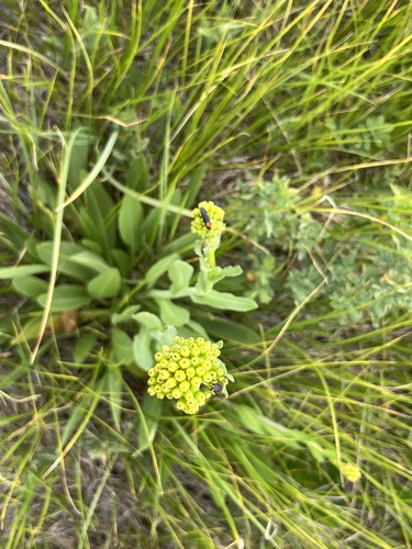 iNaturalist observation photo of water ragwort