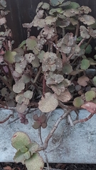 Crassula multicava multicava