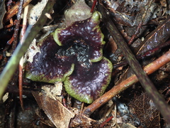 Asarum hypogynum