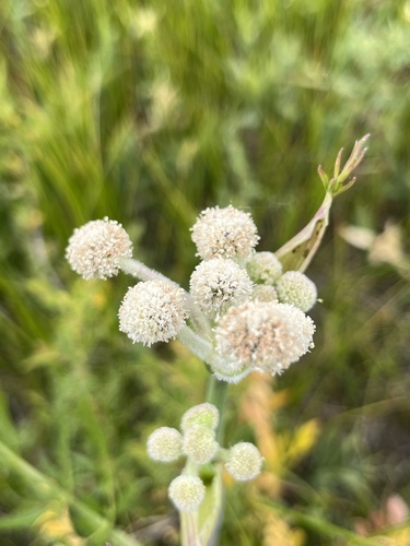 iNaturalist observation photo of ranger buttons