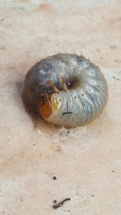 Scarabaeidae