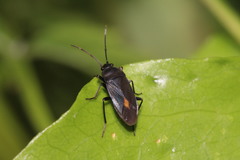 Aphanus rolandri