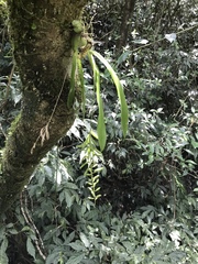 Liparis elliptica