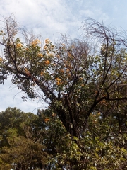 Senna macranthera