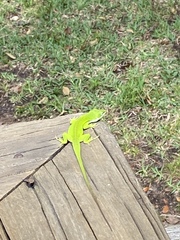 Anolis carolinensis