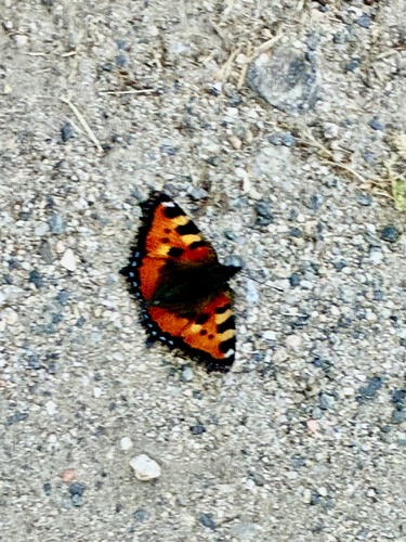 Small Tortoiseshell