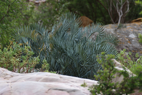 Encephalartos lehmannii, photograph 2