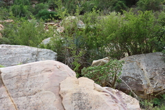 Encephalartos lehmannii, photograph (c) Tony Rebelo, some rights reserved (CC BY-SA)