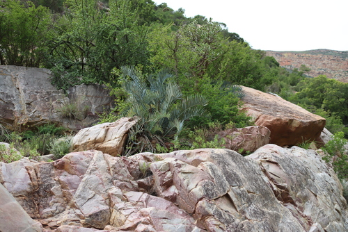 Encephalartos lehmannii, photograph 3