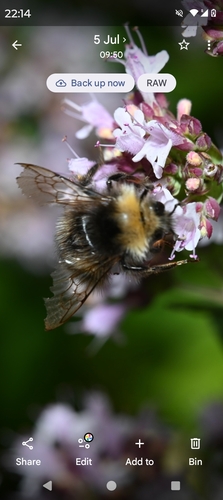 Early Bumble Bee