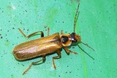 Cantharis decipiens