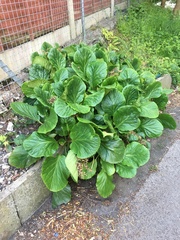Bergenia crassifolia