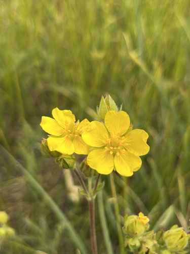 iNaturalist observation photo of cinquefoils
