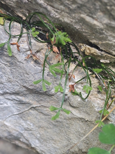 Asplenium seelosii, 2026-06-26