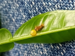 Heraclides androgeus