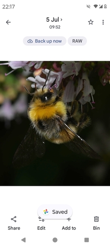 White-tailed Bumble Bee