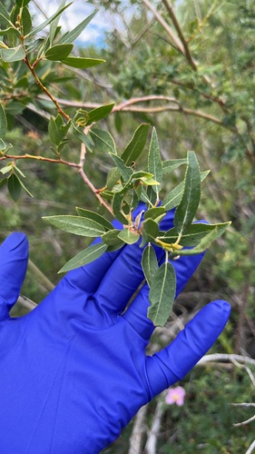 iNaturalist observation photo of Lemmon's willow