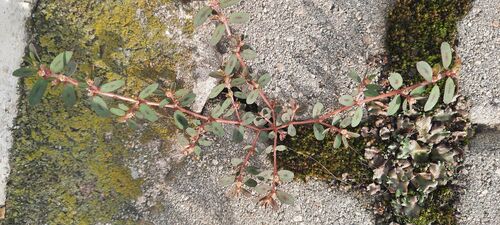 Spotted spurge