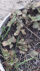 Crassula multicava multicava