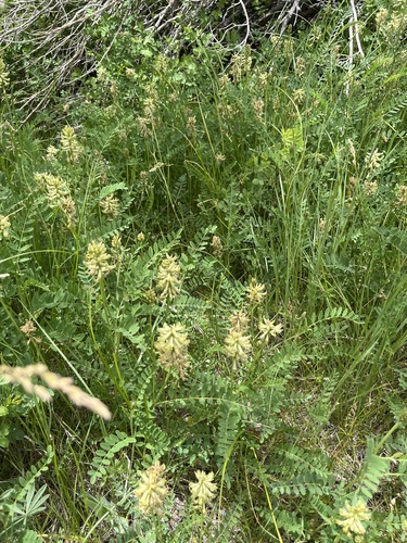 iNaturalist observation photo of milkvetches