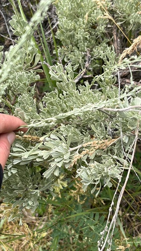 iNaturalist observation photo of Big Sagebrush